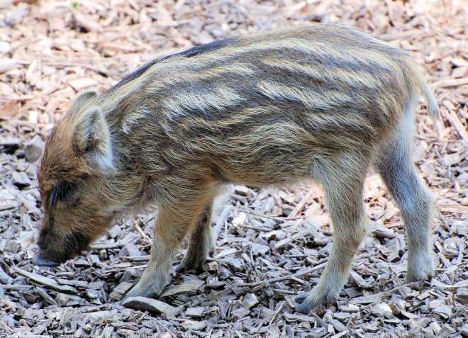  Image name: 19 Cinghiale.jpg 
 width: 660 pixel 
 height: 477 pixel 
 Size: 129803 bytes 
 Click to enlarge 